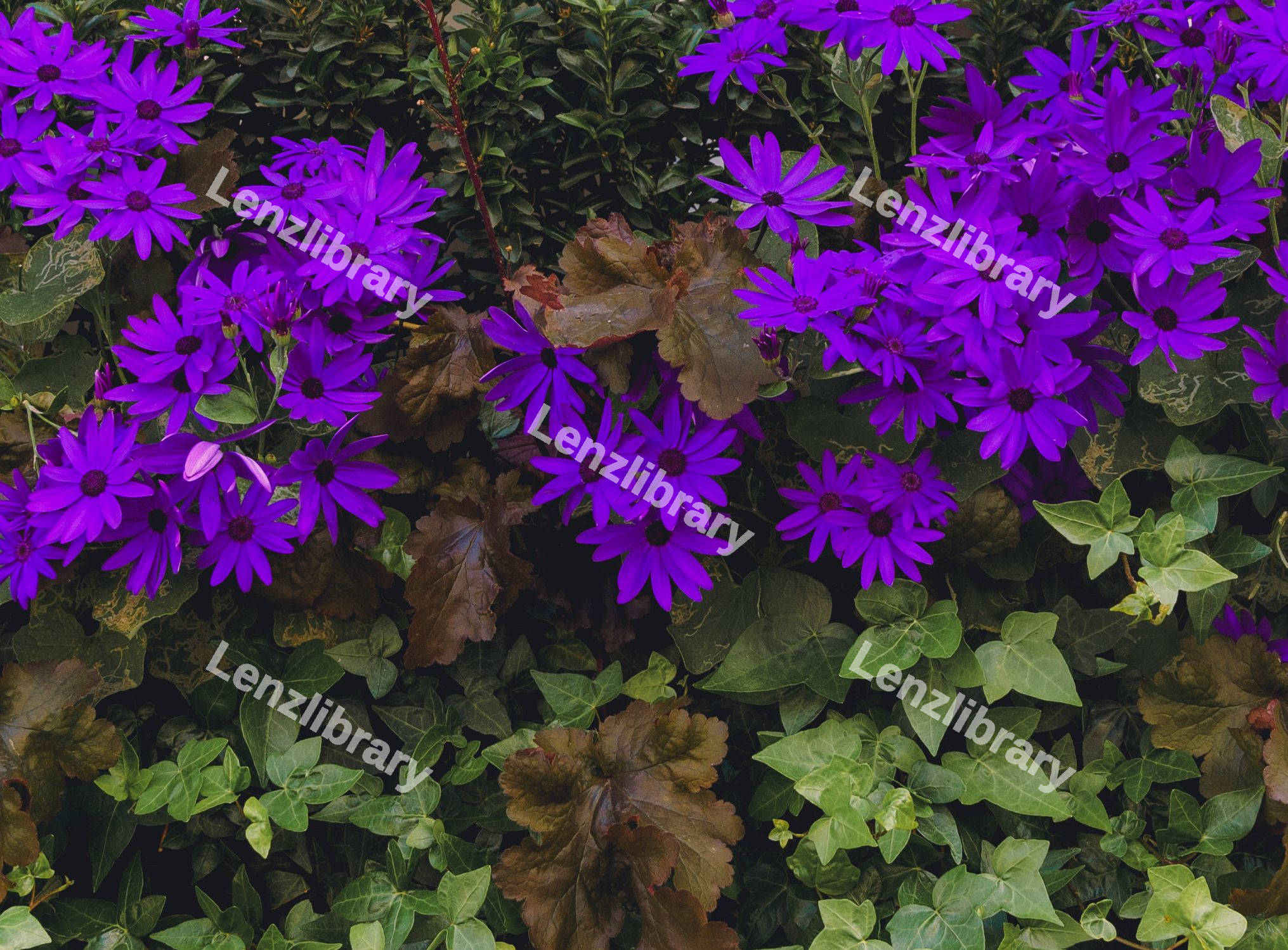 Purple Flowers